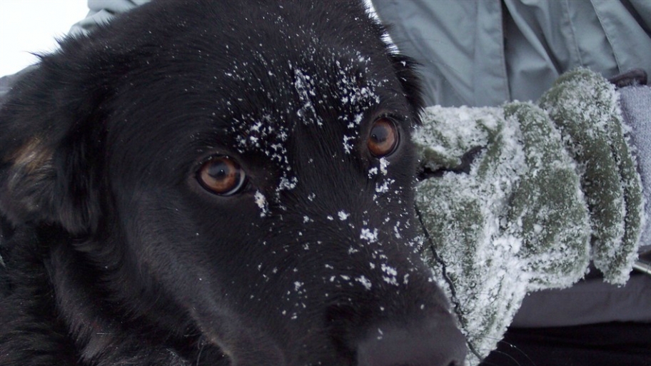 dog with a snowy nose
